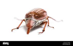 Attēlu rezultāti vaicājumam “Amphimallon solstitiale imago”