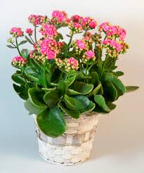 Image result for Kalanchoe blossfeldiana