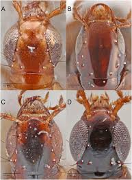 Attēlu rezultāti vaicājumam “Lycogala convexum young”