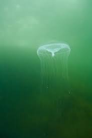 Attēlu rezultāti vaicājumam “Scyphozoa”