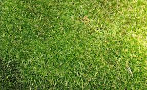 Attēlu rezultāti vaicājumam “Sphagnum fimbriatum”