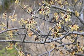 Attēlu rezultāti vaicājumam “Hamamelis japonica leaf”