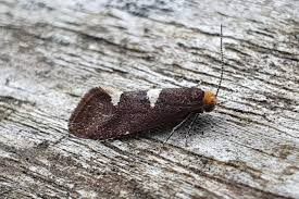 Attēlu rezultāti vaicājumam “Incurvariidae”