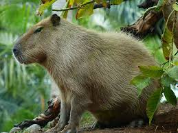 Attēlu rezultāti vaicājumam “Hydrochoerus hydrochaeris”