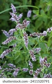 Attēlu rezultāti vaicājumam “Mentha longifolia”