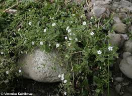 Attēlu rezultāti vaicājumam “Myosoton aquaticum”
