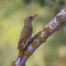 Attēlu rezultāti vaicājumam “Picus canus female”