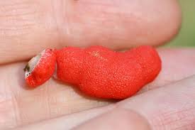 Attēlu rezultāti vaicājumam “Dictydiaethalium plumbeum”