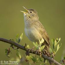 Image result for Locustella naevia