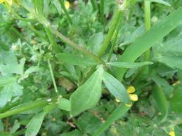 Attēlu rezultāti vaicājumam “Ranunculus lanuginosus bud”