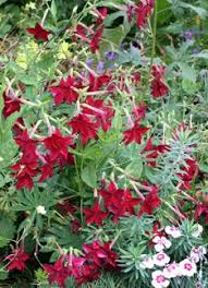 Image result for Nicotiana x sanderae