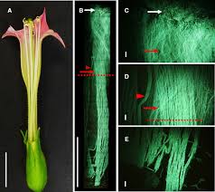 Attēlu rezultāti vaicājumam “Nicotiana tabacum flower”