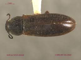 Attēlu rezultāti vaicājumam “Xylita laevigata”