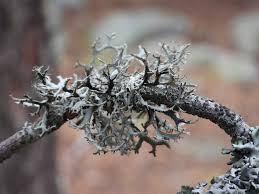 Attēlu rezultāti vaicājumam “Pseudevernia furfuracea”