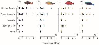 Image result for Scarus zelindae