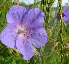 Image result for Geranium pratense