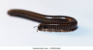 Attēlu rezultāti vaicājumam “Myriapoda”