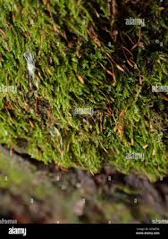 Attēlu rezultāti vaicājumam “Leskea polycarpa”