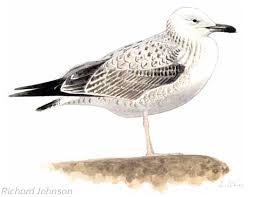Image result for Larus cachinnans