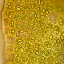 Attēlu rezultāti vaicājumam “Odontoschisma denudatum cells”