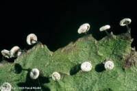 Attēlu rezultāti vaicājumam “Didymium clavus”