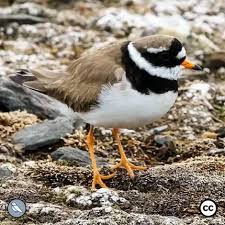Attēlu rezultāti vaicājumam “Charadrius hiaticula adult”