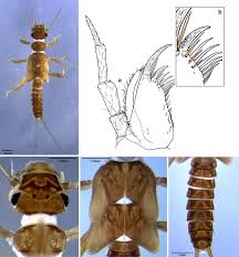 Attēlu rezultāti vaicājumam “Pterostoma palpina larva”