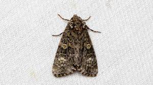 Attēlu rezultāti vaicājumam “Craniophora ligustri”