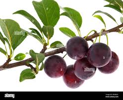 Attēlu rezultāti vaicājumam “Prunus domestica subsp. domestica fruit”