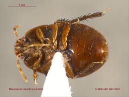 Attēlu rezultāti vaicājumam “Cydnidae”