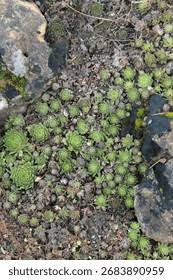 Attēlu rezultāti vaicājumam “Jovibarba globifera bud”