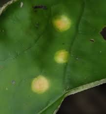 Attēlu rezultāti vaicājumam “Puccinia poarum”