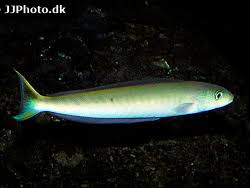 Image result for Malacanthus plumieri