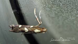 Attēlu rezultāti vaicājumam “Calybites phasianipennella”