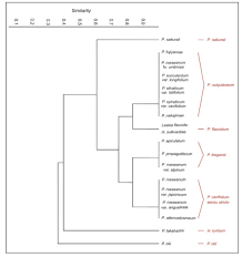 Attēlu rezultāti vaicājumam “Hygrohypnum luridum sporophyte”