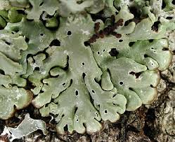 Attēlu rezultāti vaicājumam “Menegazzia terebrata”