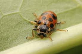 Attēlu rezultāti vaicājumam “Hippodamia tredecimpunctata”