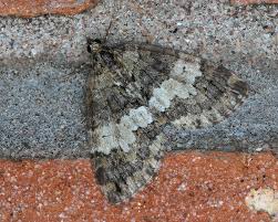 Attēlu rezultāti vaicājumam “Hydriomena impluviata”