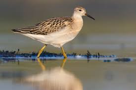 Attēlu rezultāti vaicājumam “Philomachus pugnax adult”