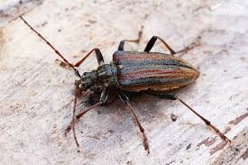 Attēlu rezultāti vaicājumam “Oxymirus cursor female”