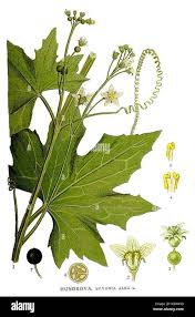 Attēlu rezultāti vaicājumam “Bryonia alba leaf”