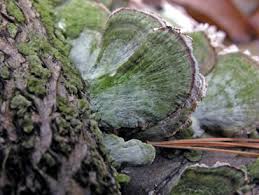 Attēlu rezultāti vaicājumam “Trichaptum abietinum”