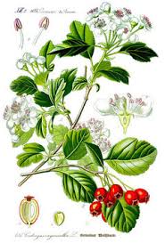 Attēlu rezultāti vaicājumam “Crataegus”