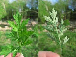 Attēlu rezultāti vaicājumam “Artemisia vulgaris leaf”
