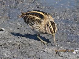 Image result for Lymnocryptes minimus