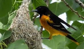 Image result for Icterus galbula