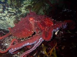Image result for Enteroctopus dofleini