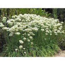 Image result for Allium tuberosum