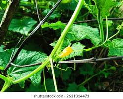 Attēlu rezultāti vaicājumam “Thladiantha dubia leaf”