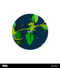 Attēlu rezultāti vaicājumam “Chenopodium polyspermum var. acutifolium”